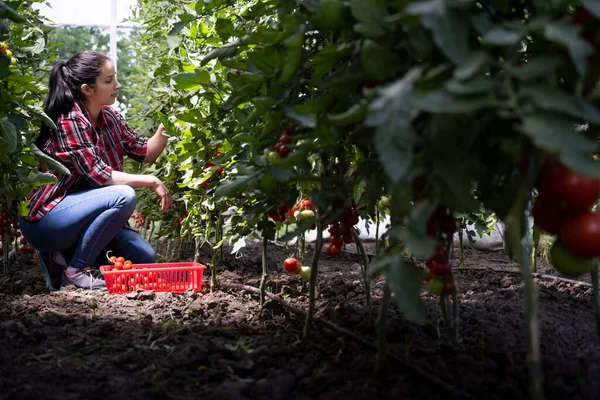 Ung Kvinna Ett Växthus Plockar Några Röda Tomater — Stockfoto