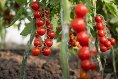 Serada yetişen güzel kırmızı kiraz domatesleri.