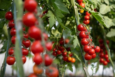 Serada yetişen güzel kırmızı kiraz domatesleri.