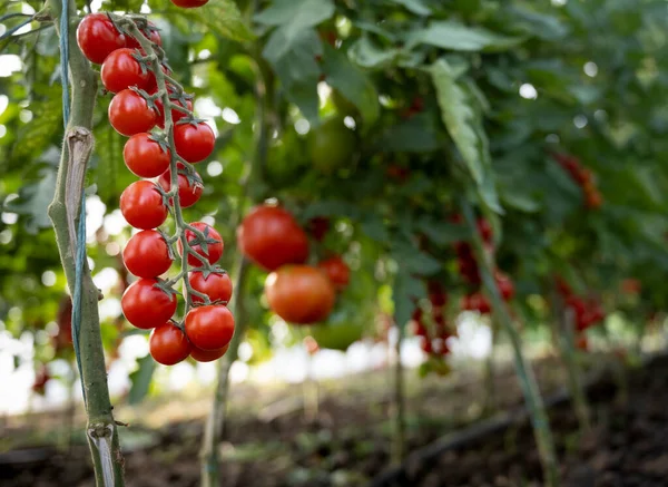 Hermosos Tomates Cherry Rojos Maduros Cultivados Invernadero — Foto de Stock