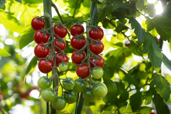 Hermosos Tomates Cherry Rojos Maduros Cultivados Invernadero — Foto de Stock