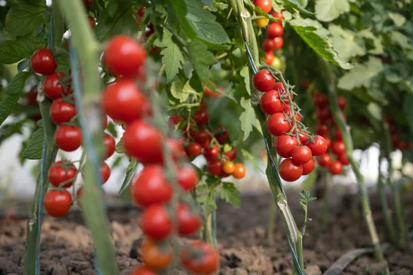 Krásná Červená Zralá Cherry Rajčata Pěstovaná Skleníku — Stock fotografie