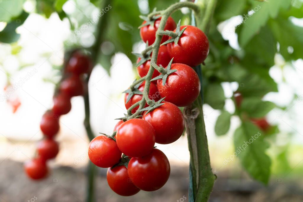 Beautiful red ripe cherry tomatoes grown in a greenhouse