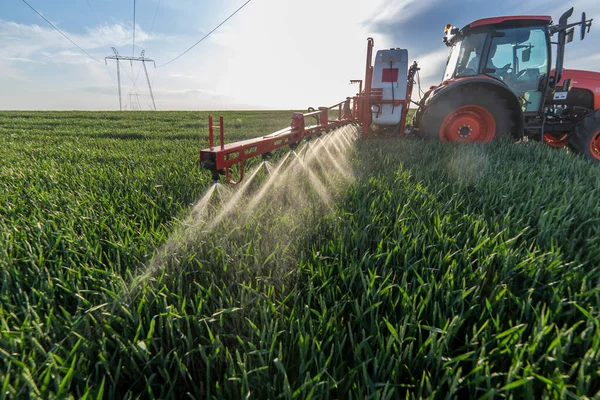 Traktor Permetező Búza Tavasszal Területen — Stock Fotó