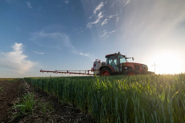 Traktor Permetező Búza Tavasszal Területen — Stock Fotó