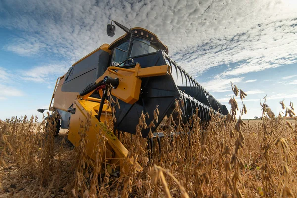 Harvesting Soybean Field Combine — Stock Photo, Image