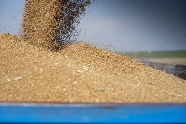 Yazın hasattan sonra traktör römorkuna buğday dökülüyor.