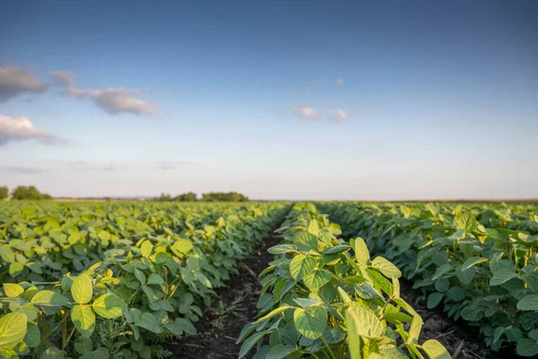 Maturazione Del Campo Soia Nella Stagione Primaverile Paesaggio Agricolo Piantagione — Foto Stock