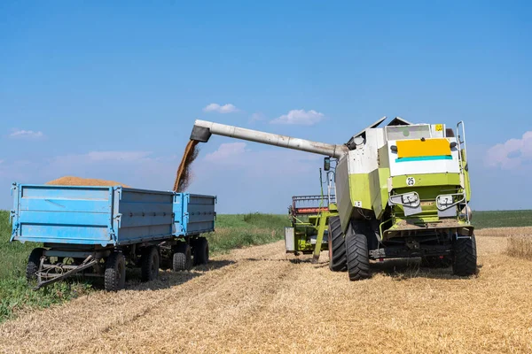 Combine harvester pours wheat seeds in trailer