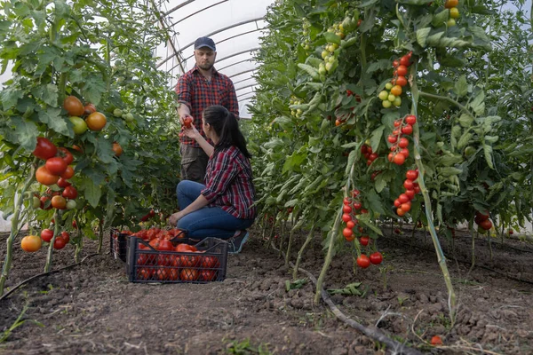 Ung Kvinna Och Man Ett Växthus Plockar Några Röda Tomater — Stockfoto