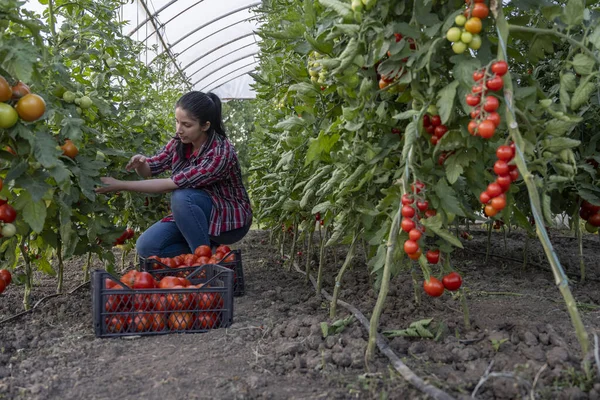 Mujer Joven Invernadero Recogiendo Algunos Tomates Rojos —  Fotos de Stock