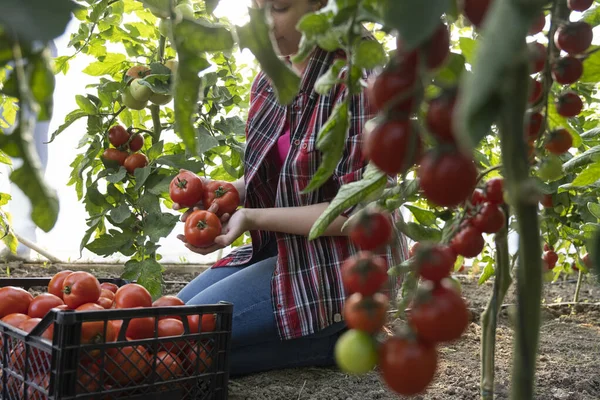 Jeune Femme Dans Une Serre Cueillant Des Tomates Rouges — Photo