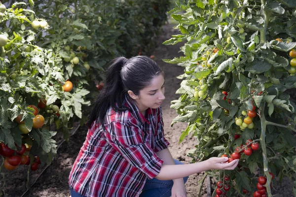 Giovane Donna Una Serra Raccogliendo Alcuni Pomodori Rossi — Foto Stock