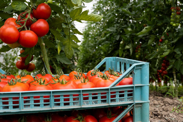 Red ripe tomatoes in crates in a greenhouse