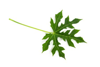 Yeşil Papaya izole üzerinde beyaz arka plan bırakır.