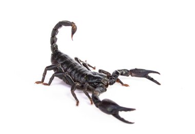 Beyaz arka plan üzerinde İmparator Akrep (Pandinus Imperator).