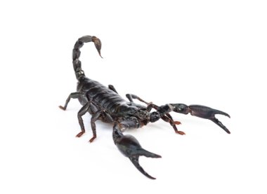 Heterometrus longimanus akrep geri. İmparator akrep, Pandinus imperator.scorpion izole beyaz arka plan üzerinde