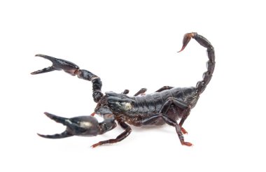 Akrep beyaz zemin üzerine