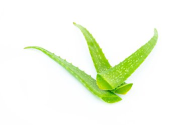 Aloe vera taze beyaz arka plan üzerinde izole