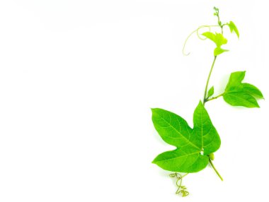 İzole üzerinde beyaz arka plan bebek nefesi bırakır