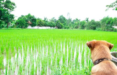 Heng köpek bekleyen alandır
