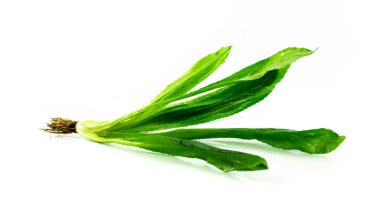 Taze culantro, testere dişi uzun yaprak kişniş beyaz arka plan üzerinde