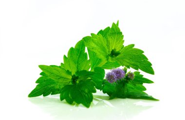 Siam otu, acı bush, Noel bush, beyaz arka plan üzerinde izole ortak ipi çiçek