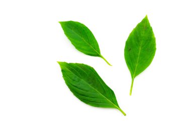 Reyhan beyaz arka plan üzerinde üst göl kenarında üzerinde