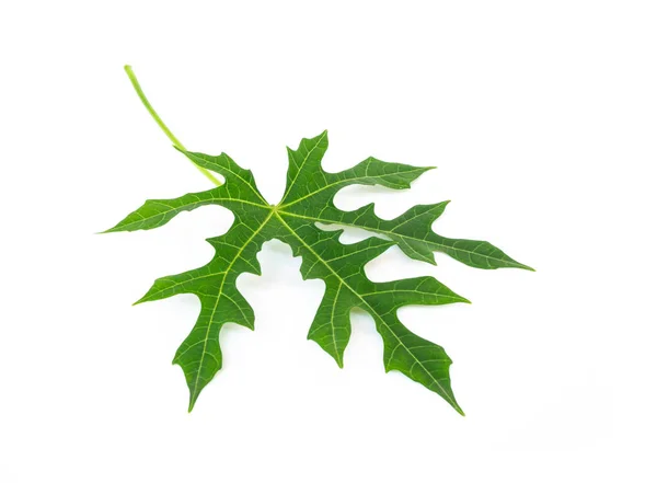 Papaya Grüne Blätter Isoliert Auf Weißem Hintergrund — Stockfoto