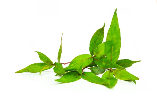 Vietnamca kişniş izole beyaz arka plan üzerinde.