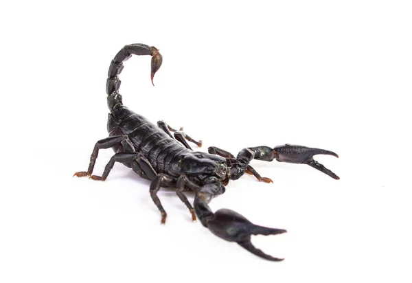 Skorpion Cesarski Pandinus Imperator Białym Tle — Zdjęcie stockowe