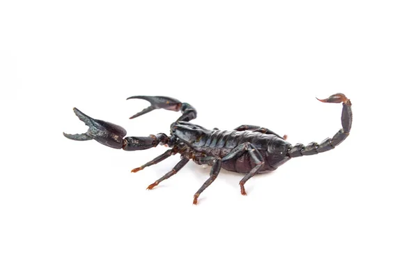 Black Scorpion Isolated White Background — Stock Photo, Image