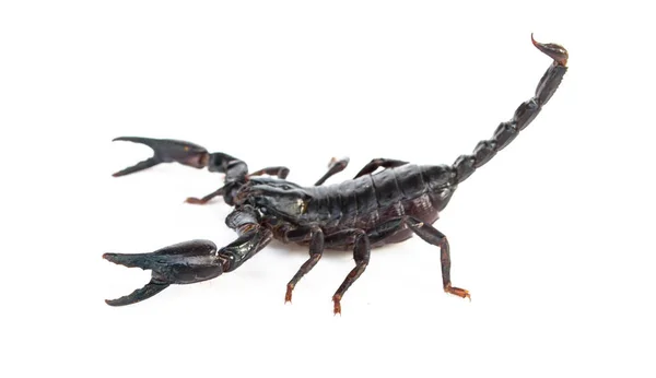 Emperor Scorpion White Background — Stock Photo, Image