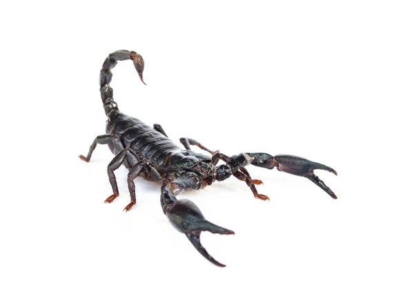 Heterometrus Longimanus 背蝎子 皇帝蝎子 Pandinus 在白色背景下的蝎子分离 — 图库照片
