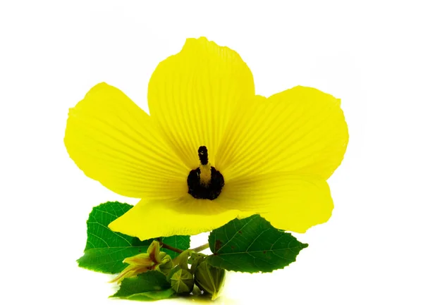 Yellow spring flower isolated on a white background.