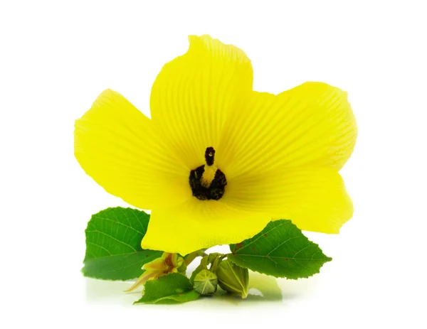 在白色背景上隔离的黄色春花 — 图库照片