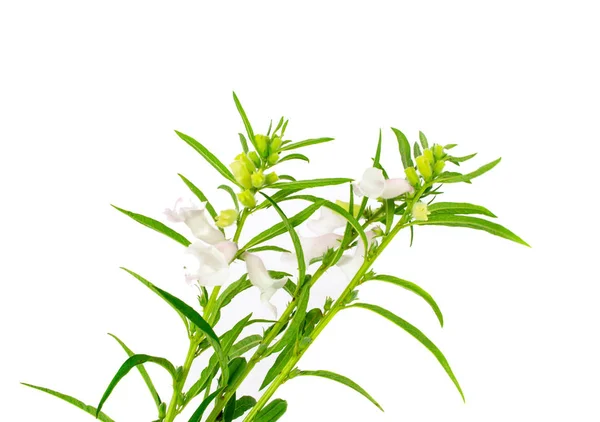 Beyaz zemin üzerine susam çiçeği.