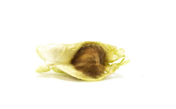  Beyaz arka plan üzerinde izole Moringa oleifera tohum