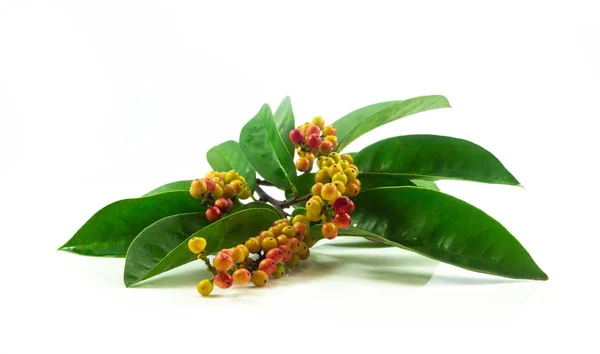 Beyaz arka plan üzerinde izole Tay yaban mersini taze