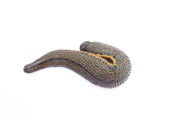 Beyaz arka plan üzerinde izole sülük