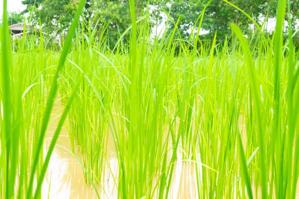 Rice Plant Thai Farm — Stock Photo, Image