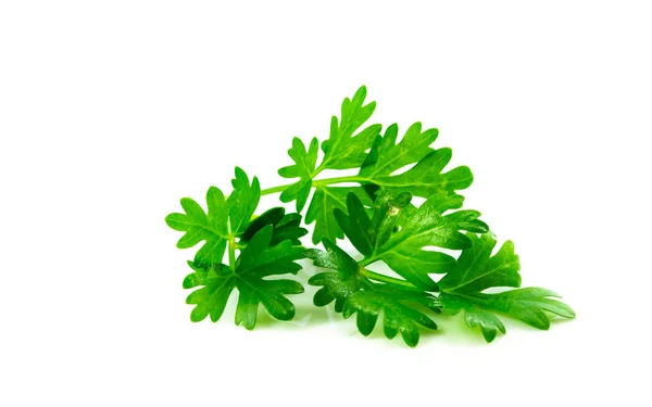 Maydanoz beyaz arkaplanda izole