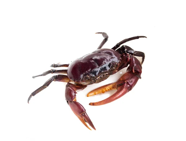 Krab Veld Crab Geïsoleerd Witte Achtergrond — Stockfoto