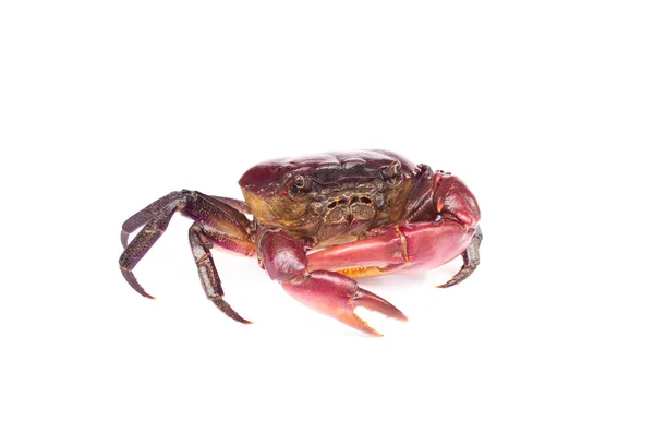 Krab Veld Crab Geïsoleerd Witte Achtergrond — Stockfoto