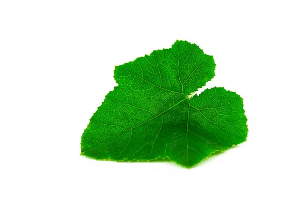 Pumpkin Leave Isolated White Background Stock Picture