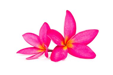 Frangipani çiçek ya da beyaz arka plan üzerinde izole Plumeria.