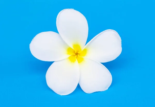 Frangipani çiçek ya da mavi zemin üzerine Plumeria