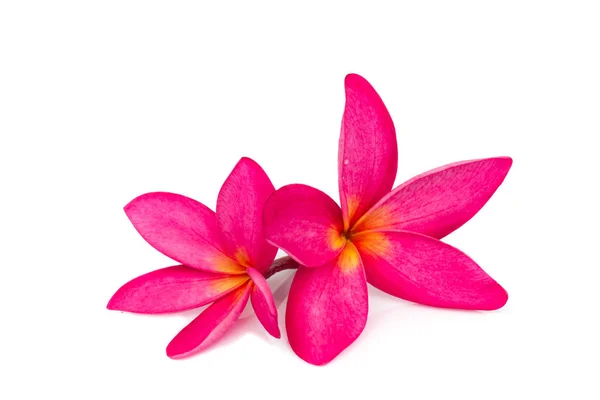Frangipani çiçek ya da beyaz arka plan üzerinde izole Plumeria