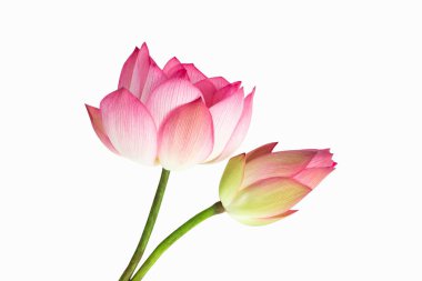 Beyaz arka plan üzerinde izole güzel pembe lotus çiçek buketi.