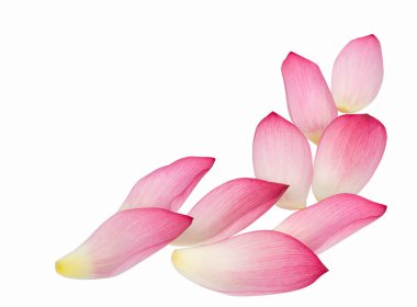 Beyaz arkaplanda izole nilüfer çiçeği.